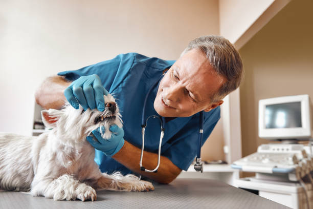 Best Urgent Tooth Repair  in Manor, PA